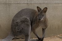 Ty v*le, to je klokan! Ze srnky na louce se překvapivě vyklubal australský vačnatec