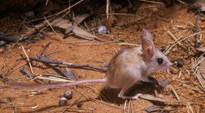 Neobvyklí strážci: Myši pod ochranou dingů