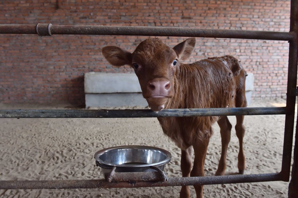 Čínské pokusy: Naklonovaná kráva porodila v září 2015 zdravé tele