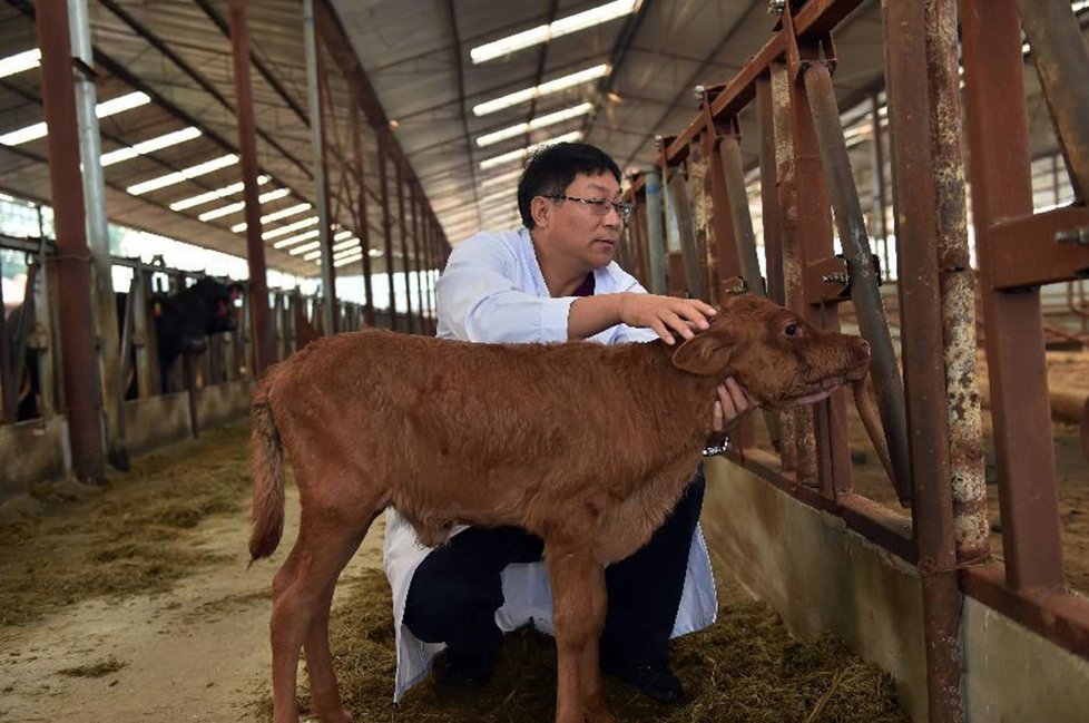 Čínské pokusy: Naklonovaná kráva porodila v září 2015 zdravé tele