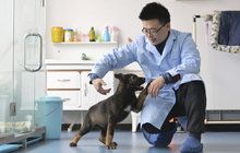 Jak najít nejlepší policejní psy: Čína klonuje Sherlocka