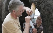 Saly u »zubaře« ...slonici praskly kly