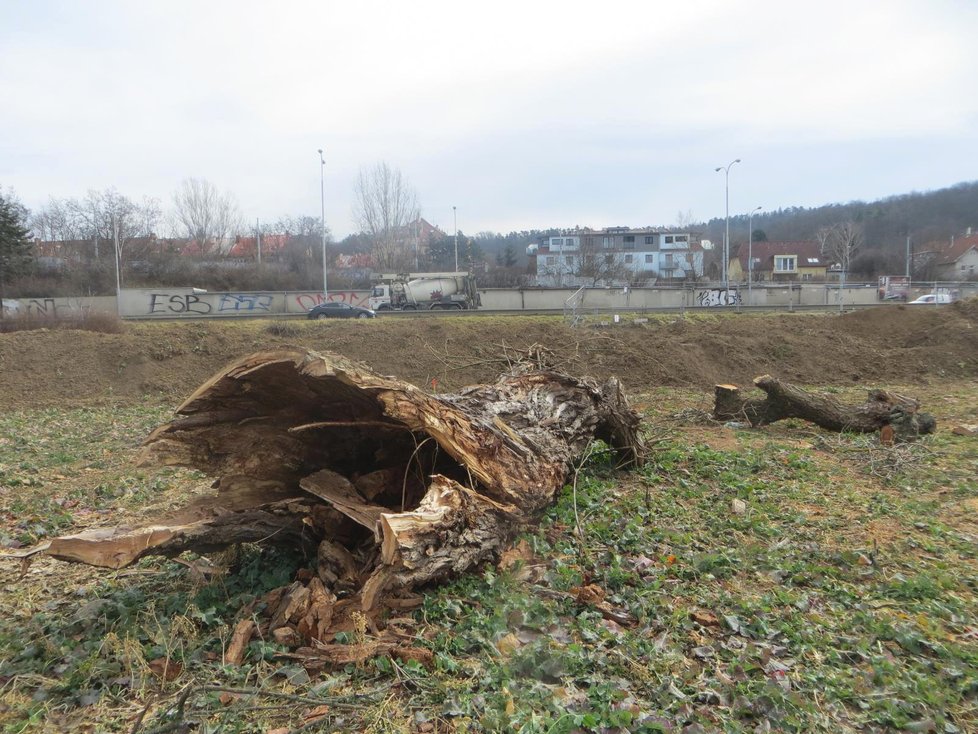 Tento starý strom někdo sebral v brněnských Žabovřeskách. Byli v něm vzácní brouci.