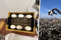 Další tragický čapí příběh: Vajíčka z hnízda v Kněžmostě skončila v inkubátoru