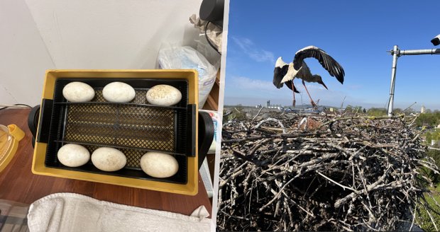 Další tragický čapí příběh: Vajíčka z hnízda v Kněžmostě skončila v inkubátoru