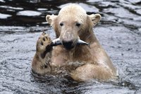 Knut odjede z Berlína za nevěstou!