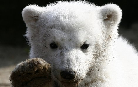 Knut, medvěd