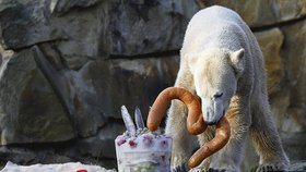 Knut se svým narozeninovým dortem