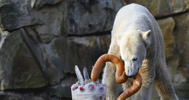 Knut se svým narozeninovým dortem