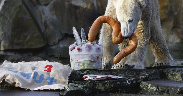 Knut se svým narozeninovým dortem
