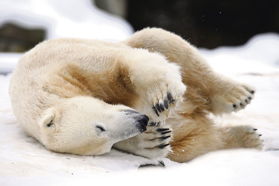 Na grimasy a hlouposti, které Knut předvádí už od narození, jsou návštěvníci zoo i ošetřovatelé zvyklí.