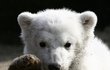 Knut, medvěd