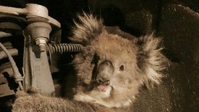 „Černý“ pasažér v podběhu: Divoká koala přežila 10 mil zavěšená na nápravě auta