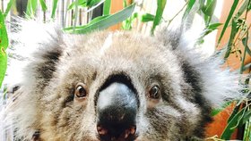 „Černý“ pasažér v podběhu: Divoká koala přežila 10 mil zavěšená na nápravě auta