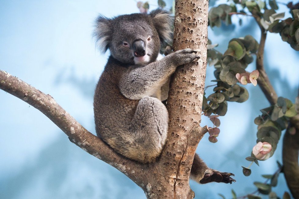 Koalové zažívají kvůli požárům v Austrálii hotovou genocidu.