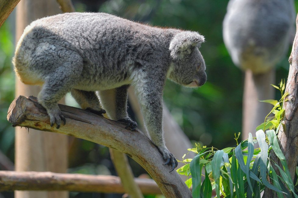 Koalové zažívají kvůli požárům v Austrálii hotovou genocidu.