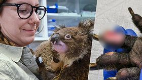 Chovatelka pražské zoo odjela pomáhat do Austrálie: Stará se o popálené koaly