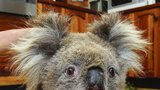 Koala Sam: Přežila požár, nemoc ne...