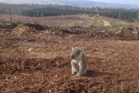Koala, která dojala celý svět: Místo svého lesa našla spoušť