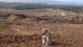 Koala, která dojala celý svět: Místo svého lesa našla spoušť