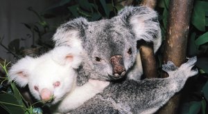 Pět náročných let s koalou