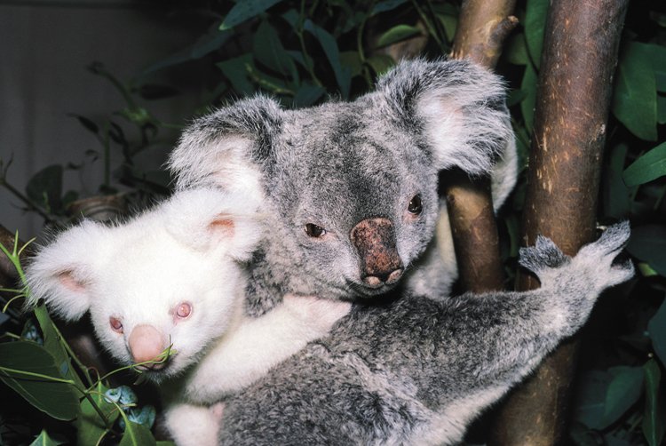 Koala medvídkovitý