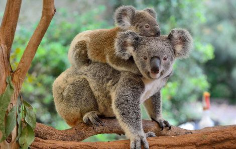 Koala sice připomíná medvěda, ale je to vačnatec.