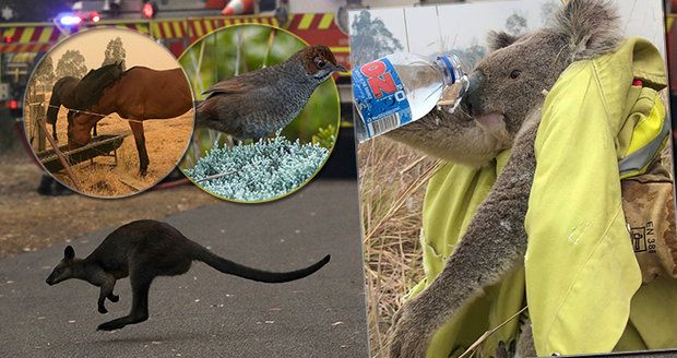 Požáry mrzačí miliony zvířat, veterináři nemají na výběr: „Musíme ukončit jejich trápení“