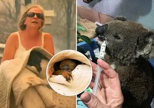 Zemřel koala Lewis, kterého Australanka zachránila z plamenů. Trpěl nepřetržitou bolestí
