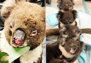 Australští koalové se již brzy dočkají vypuštění do přírody.