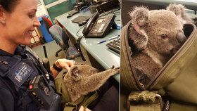 Koala zaskočila policii.