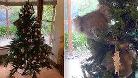 Roztomilý vánoční andělíček: Rodině se na vánočním stromku usadil živý koala!