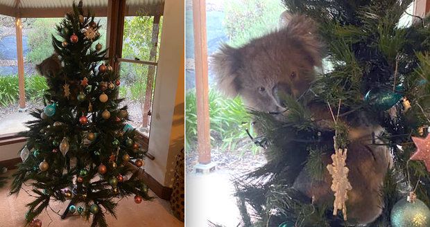 Roztomilý vánoční andělíček: Rodině se na vánočním stromku usadil živý koala!