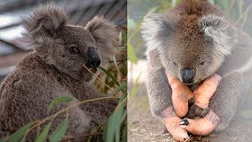Nová studie potvrdila, že koalové jsou po ničivých požárech v Austrálii na pokraji vyhynutí (9. 03. 2020).