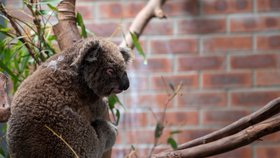 Nová studie potvrdila, že koalové jsou po ničivých požárech v Austrálii na pokraji vyhynutí (9. 03. 2020).
