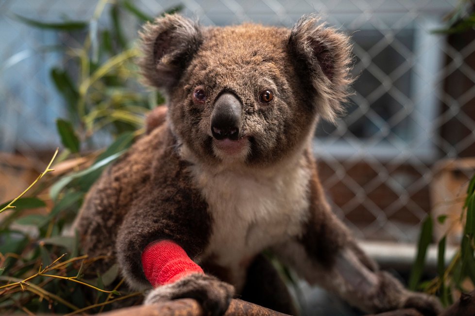 Nová studie potvrdila, že koalové jsou po ničivých požárech v Austrálii na pokraji vyhynutí (9. 03. 2020).