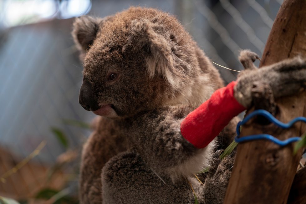 Nová studie potvrdila, že koalové jsou po ničivých požárech v Austrálii na pokraji vyhynutí (9. 03. 2020).