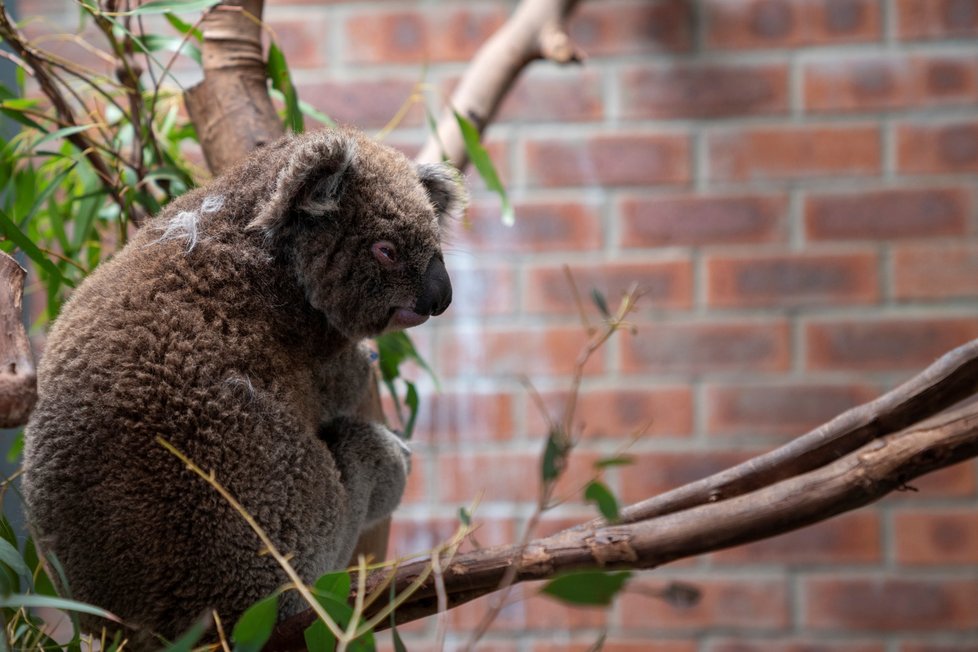 Nová studie potvrdila, že koalové jsou po ničivých požárech v Austrálii na pokraji vyhynutí, (9.03.2020).