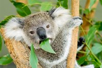 Australané mohou pod stromeček adoptovat koalu