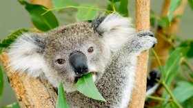 Koala přežila srážku s vozem i dvanáct kilometrů vláčení zaklíněná v masce auta