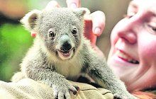 Koala z německé zoo: Jsem malá, ale vysmátá jako lečo!