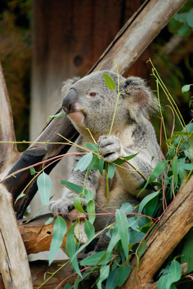 U la lá, koala!