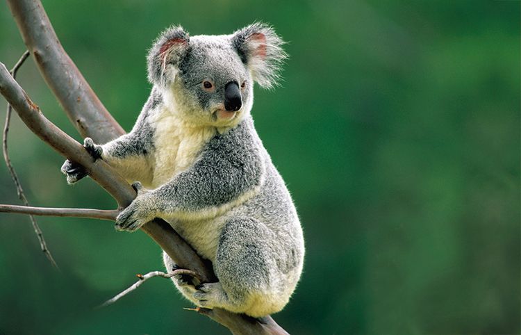 Až 85 cm dlouzí samci koalů váží asi 15 kg, samice jsou téměř o polovinu menší