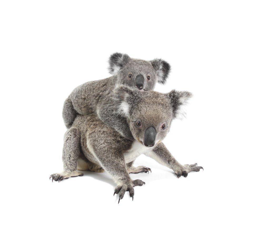 Koala (Phascolarctos cinereus) se objevil asi před 350 tisíci lety. Jeho nejbližšími příbuznými jsou vombati