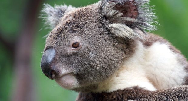 Podivná zvířata: „Medvídci“ koala mají nebezpečný jídelníček