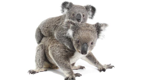 Chlupatí superhrdinové: Přečtený genom koalů