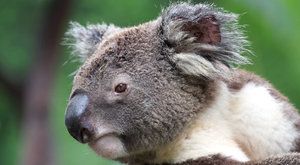Podivná zvířata: „Medvídci“ koala mají nebezpečný jídelníček 