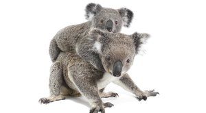 Chlupatí superhrdinové: Přečtený genom koalů 