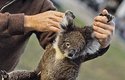 Opuštěné mládě koaly putuje do záchranné stanice
