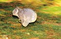 "Pádící" koala skáče jako kloka